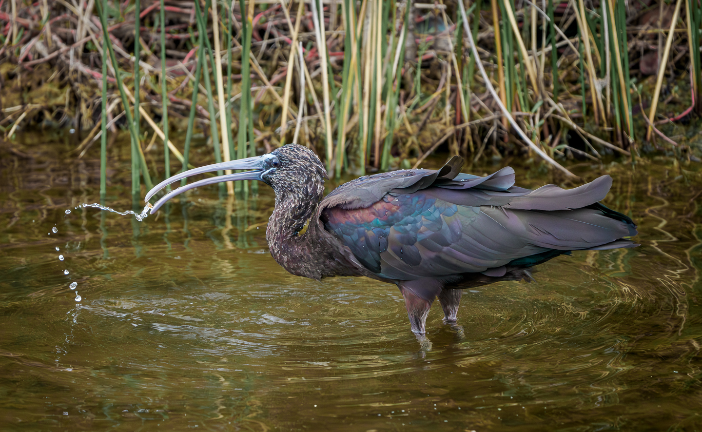 3rd PrizeOpen Nature In Class 3 By Jim Cotter For Glossy Ibis Fishing APR-2024.jpg
